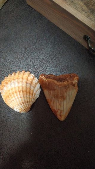 Caja expositora con dientes fósiles