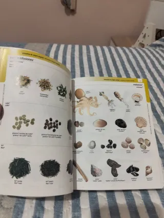 Diccionarios español francés con imágenes