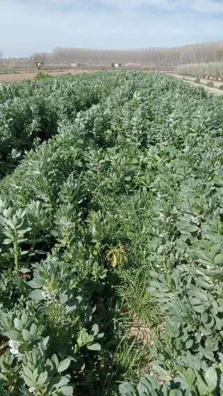 Huerto en Calahorra - Polígono Estajada