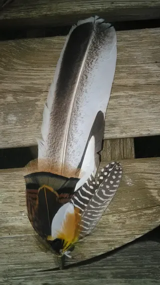 Tocado de plumas de pavo real para pelo o gorro