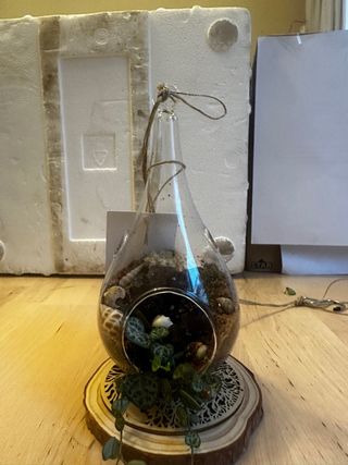 Terrario plantas, amatistas y conchas