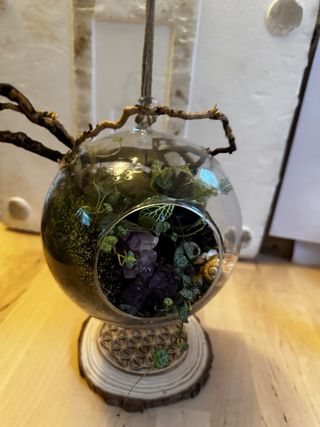 Terrario con plantas, amatistas y conchas