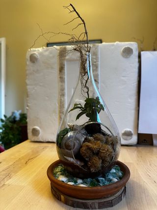 Terrario con Rosa del Desierto y Conchas