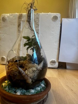 Terrario con Rosa del Desierto y Conchas