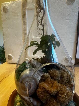 Terrario con Rosa del Desierto y Conchas