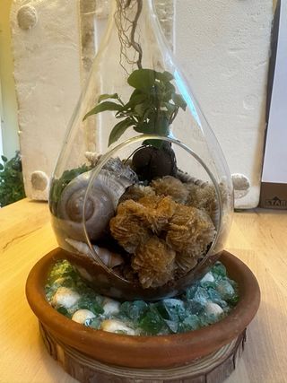 Terrario con Rosa del Desierto y Conchas