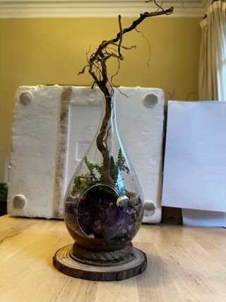 Terrario con plantas, amatistas , conchas y raíces