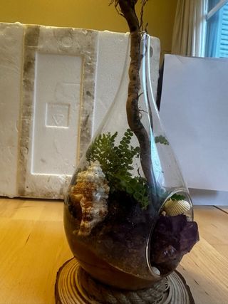 Terrario con plantas, amatistas , conchas y raíces