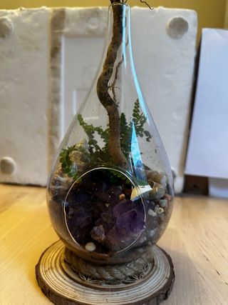 Terrario con plantas, amatistas , conchas y raíces