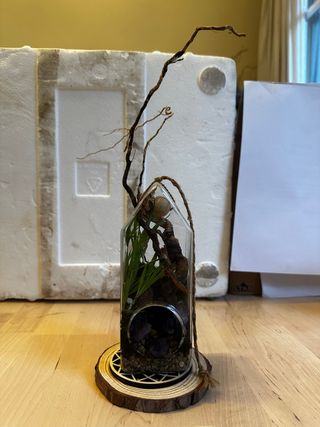 Terrario con plantas, amatistas y conchas