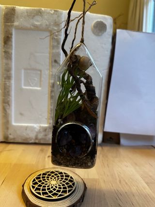 Terrario con plantas, amatistas y conchas