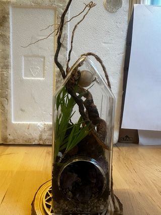 Terrario con plantas, amatistas y conchas