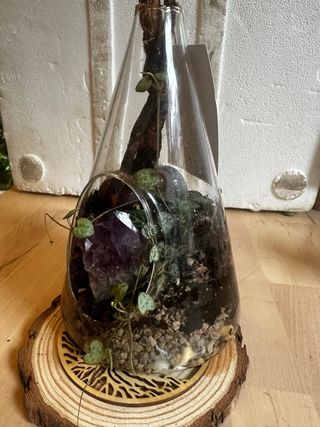 Terrario plantas, amatista y conchas