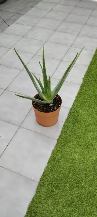 Aloe Vera 60cm