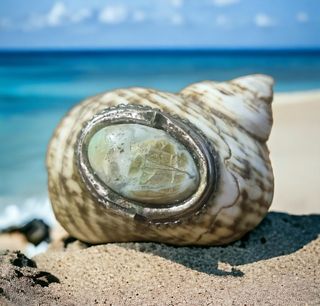 Caja decorativa concha marina