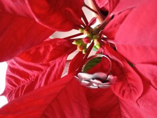 Anillo Plata 925 Flor Talla 19/20