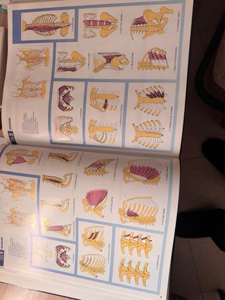 Biomecánica del aparato locomotor