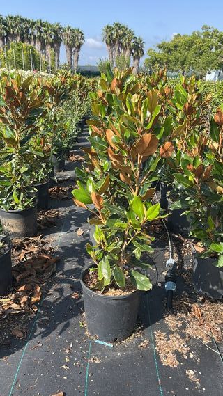 Magnolia Grande in vaso