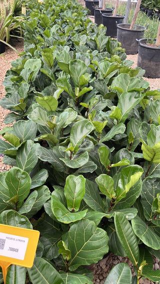 Ficus Lyrata (maceta de 18 cm)