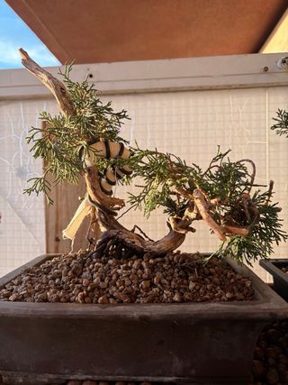 Pre Bonsai Sabina estilo balsa. Yamadory.