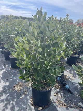 2 Feijoa Acca Sellowiana