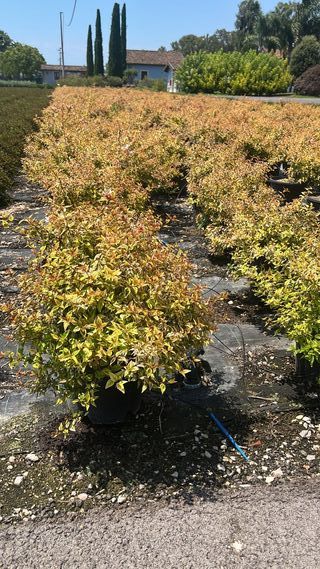 Abelia x Grandiflora Kaleidoscope 9L