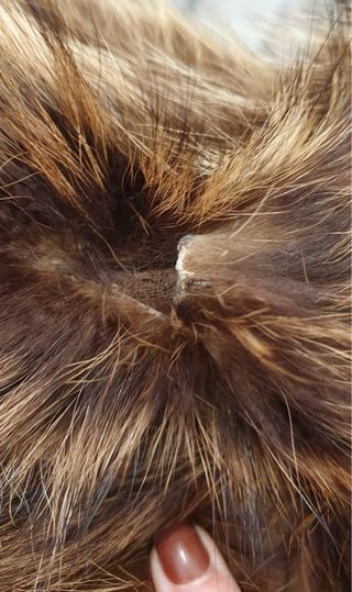 Pelliccia Castoro Vintage