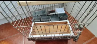 Jaula para loro gris con asa naranja