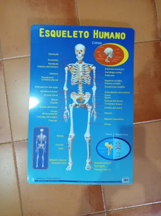 Póster Esqueleto Humano Educativo