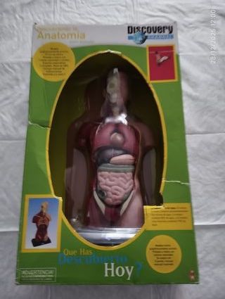 Torso Humano Desmontable Discovery
