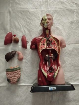 Torso Humano Desmontable Discovery