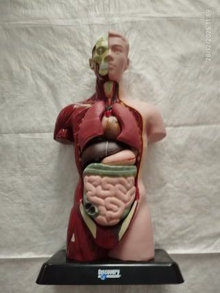 Torso Humano Desmontable Discovery
