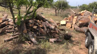 Tala de fincas de naranjos