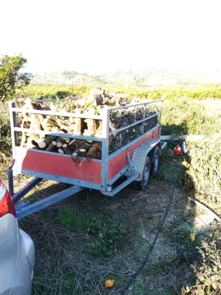 Tala de fincas de naranjos