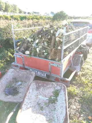 Tala de fincas de naranjos