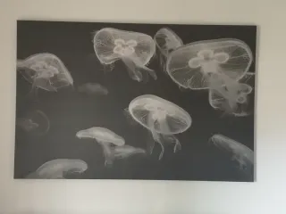 Cuadro Medusas Ikea