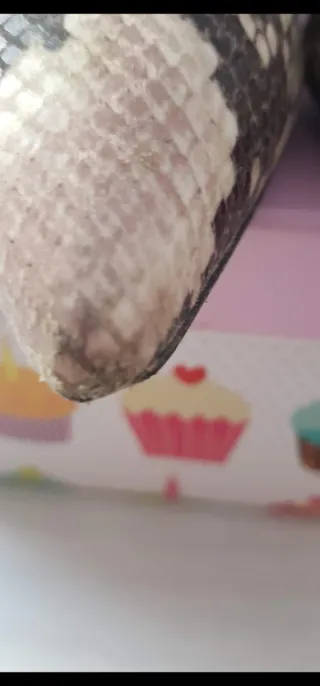 Zapatos Zendra Basic