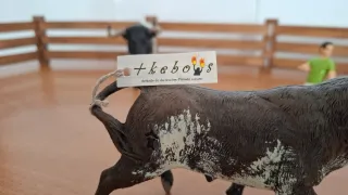 Plaza de toros con figuras