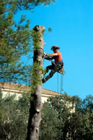 Podas en Altura