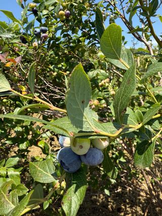 Plantas en Raíces de arándanos adultos 15 años