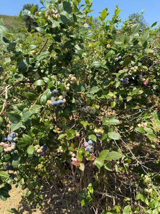 Plantas en Raíces de arándanos adultos 15 años