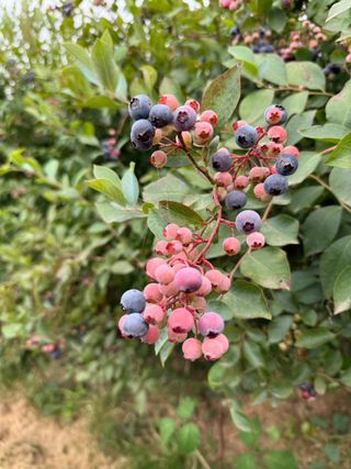 Plantas en Raíces de arándanos adultos 15 años