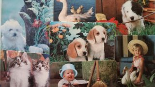 Collage fotos animales con marco de madera