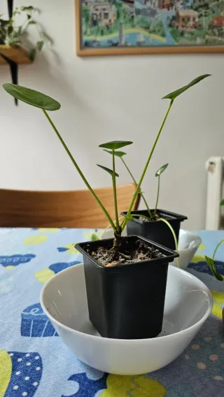 Planta Pilea Peperomioides