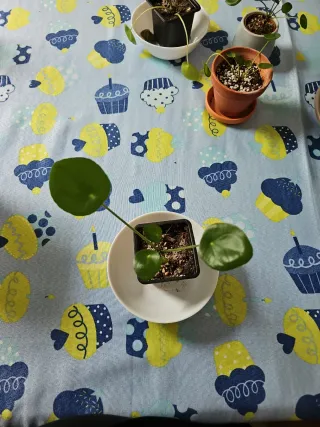 Planta Pilea Peperomioides