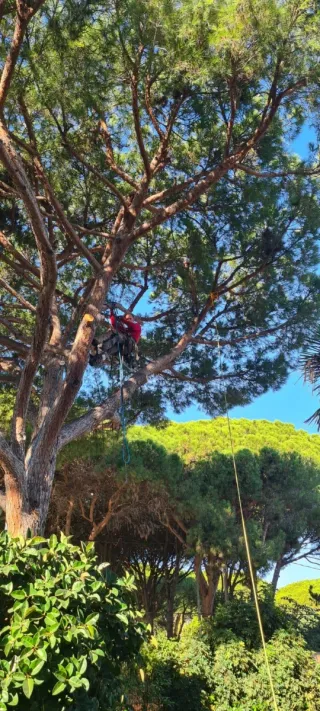 poda de árboles altos