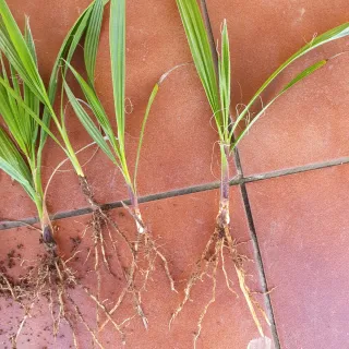 Plantas de palmera con raíces