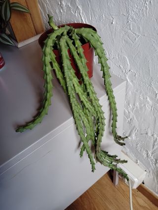 Orbea variegada planta colgante