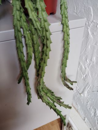 Orbea variegada planta colgante