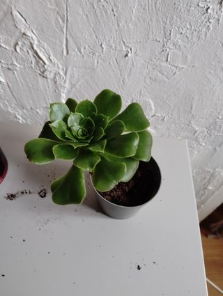 Aeonium arboreum planta suculenta